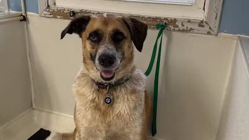 Paws To Wash - Bridgman,