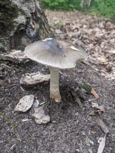 Monocle Lake Campground - Brimley, MI