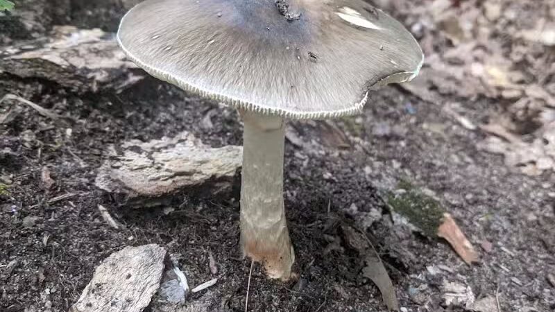 Monocle Lake Campground - Brimley, MI