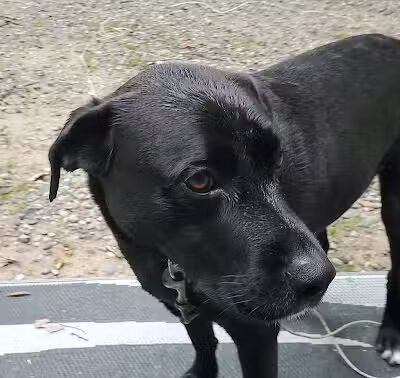 Monocle Lake Campground - Brimley, MI