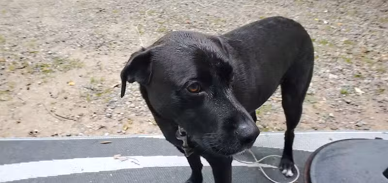 Monocle Lake Campground - Brimley, MI