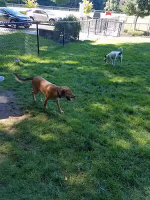 East Windsor Dog Park - Broad Brook, CT