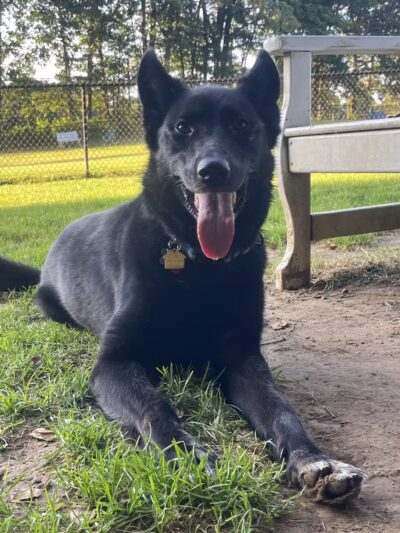 East Windsor Dog Park - Broad Brook, CT