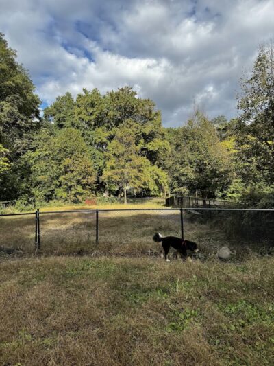 Canine Court - Bronx, NY