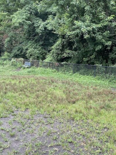 Canine Court - Bronx, NY