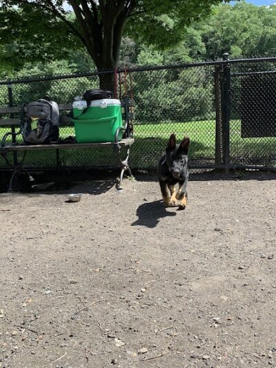 Canine Court - Bronx, NY