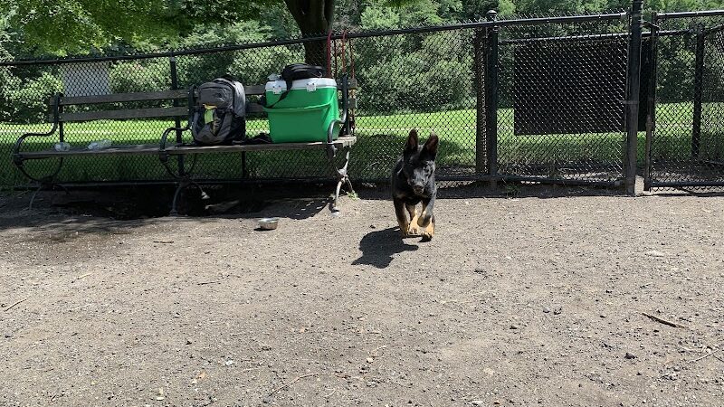 Canine Court - Bronx, NY