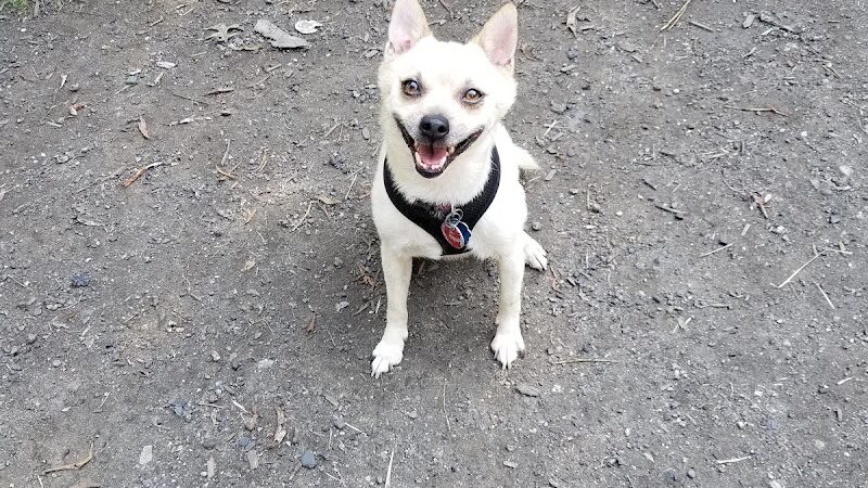 Canine Court - Bronx, NY