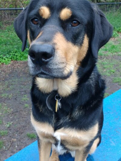 Canine Court - Bronx, NY
