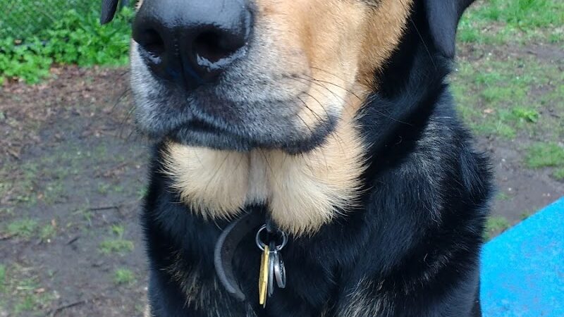 Canine Court - Bronx, NY