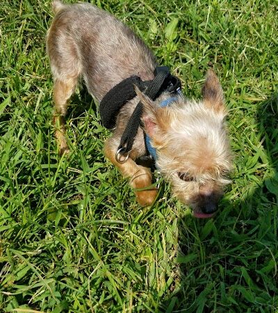 Canine Court - Bronx, NY