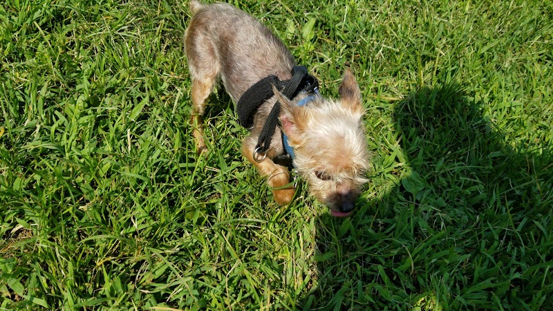 Canine Court - Bronx, NY
