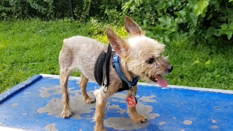 Canine Court - Bronx, NY