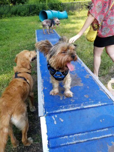 Canine Court - Bronx, NY