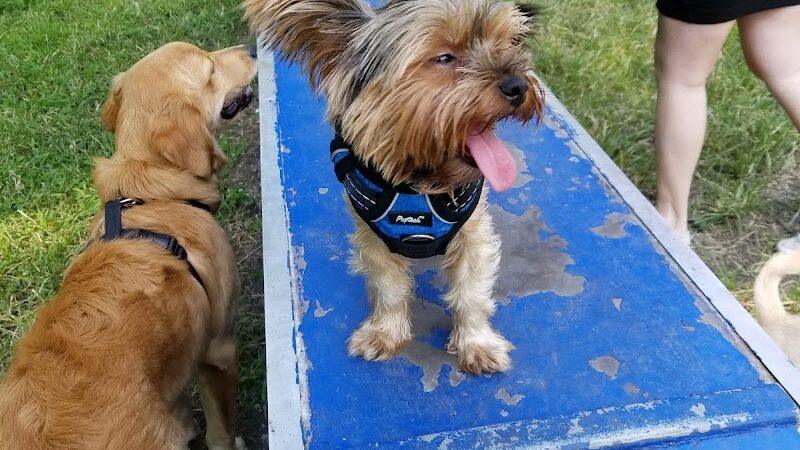 Canine Court - Bronx, NY