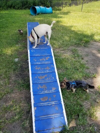 Canine Court - Bronx, NY