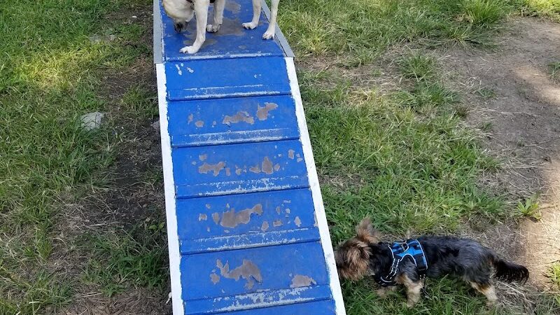 Canine Court - Bronx, NY