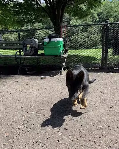 Canine Court - Bronx, NY