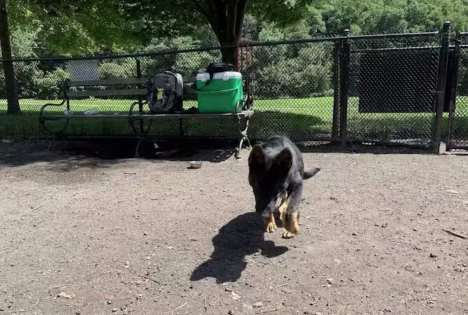 Canine Court - Bronx, NY