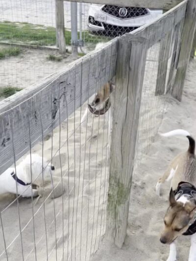 Robinson Duck Farm Dog Park - Brookhaven, NY