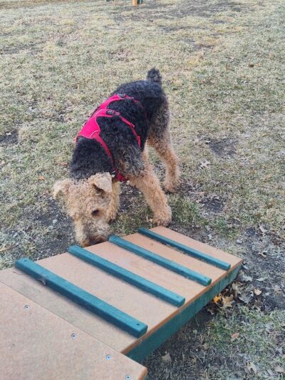 Brooklawn Dog Park - Brooklawn, NJ