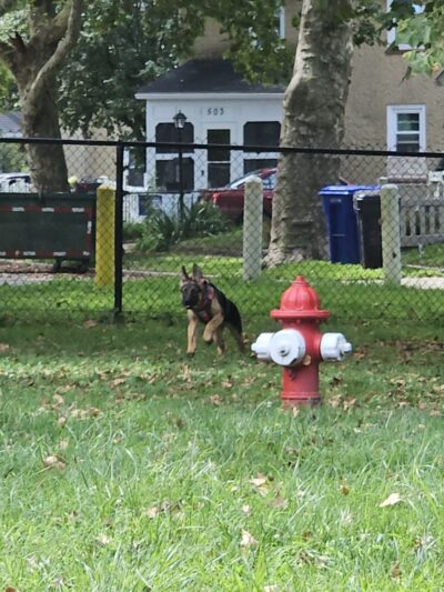 Brooklawn Dog Park - Brooklawn, NJ