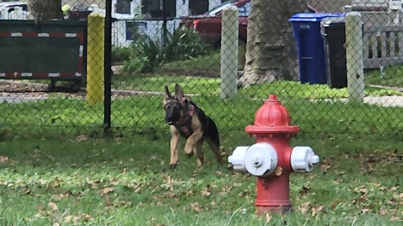 Brooklawn Dog Park - Brooklawn, NJ