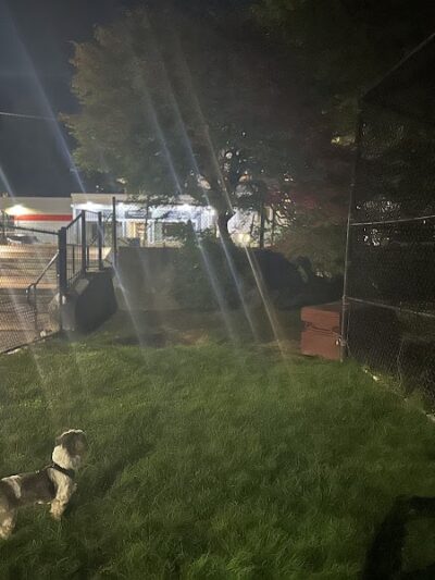 Off leash dog playground - Brookline, MA