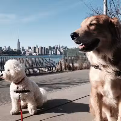 Brooklyn Bark - Brooklyn,