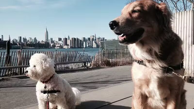 Brooklyn Bark - Brooklyn,