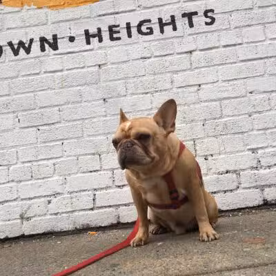 Brooklyn Bark - Brooklyn,