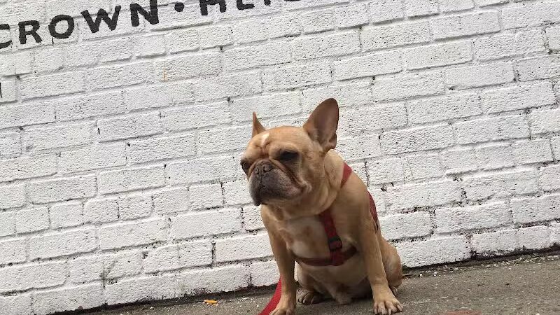 Brooklyn Bark - Brooklyn,