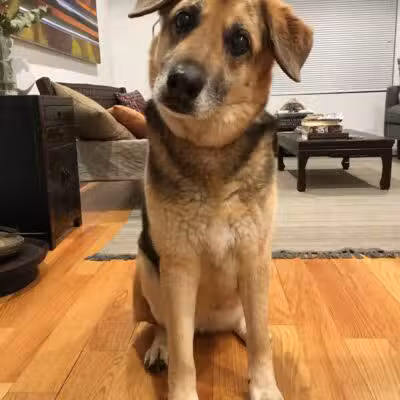 Brooklyn Bark - Brooklyn,