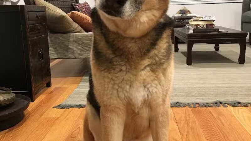 Brooklyn Bark - Brooklyn,