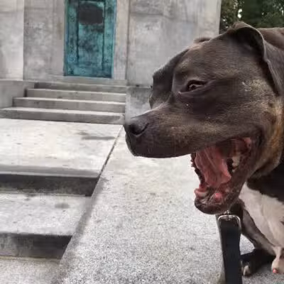 Brooklyn Bark - Brooklyn,
