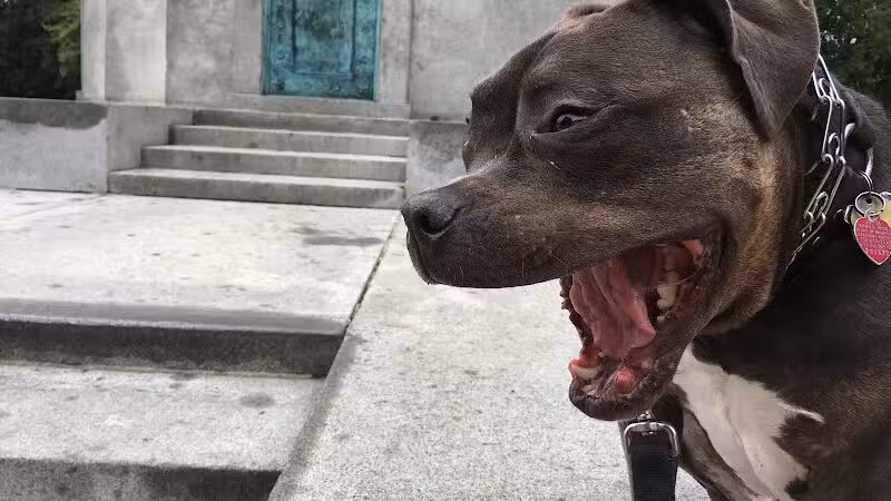 Brooklyn Bark - Brooklyn,