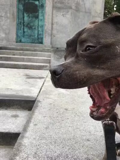 Brooklyn Bark - Brooklyn,