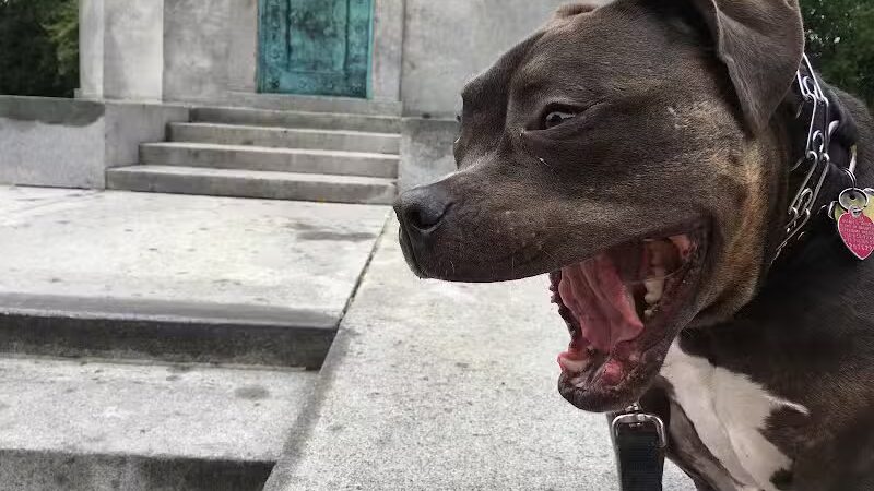 Brooklyn Bark - Brooklyn,