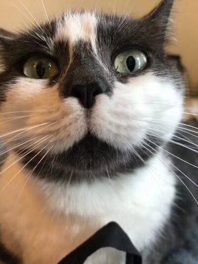 Brooklyn Bark - Brooklyn,