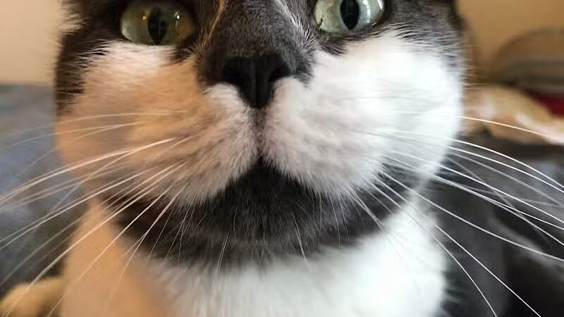 Brooklyn Bark - Brooklyn,