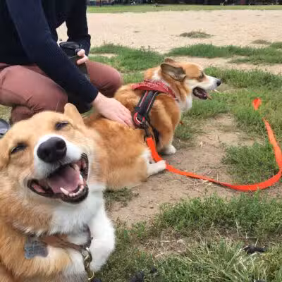 Brooklyn Bark - Brooklyn,