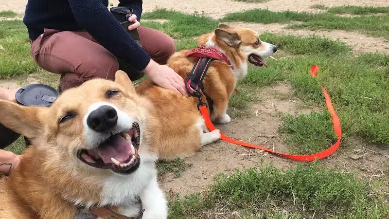 Brooklyn Bark - Brooklyn,