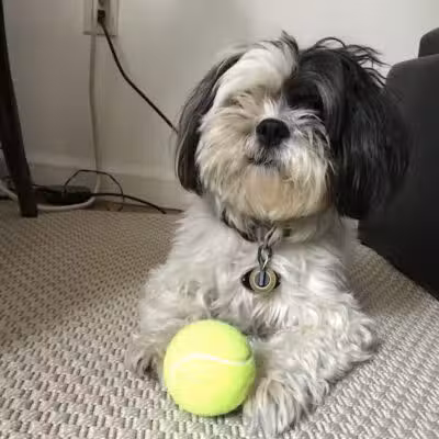 Brooklyn Bark - Brooklyn,