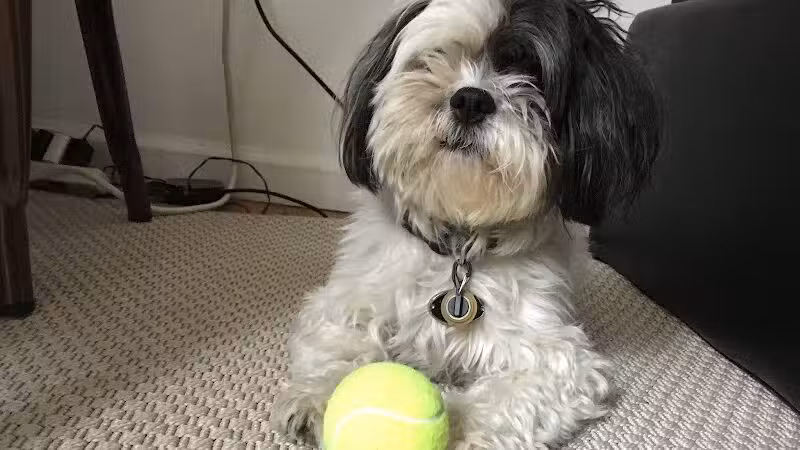 Brooklyn Bark - Brooklyn,