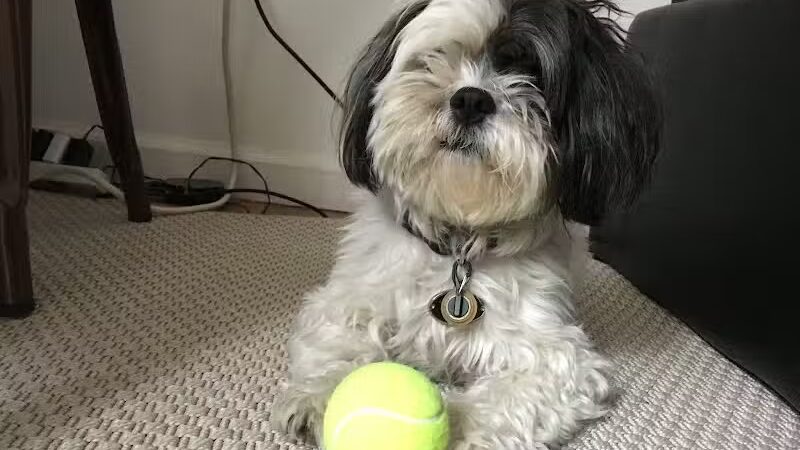 Brooklyn Bark - Brooklyn,