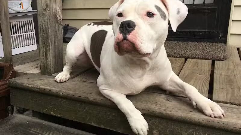 Brooklyn Bark - Brooklyn,