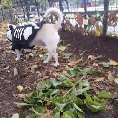 Cooper Park Dog Run - Brooklyn,