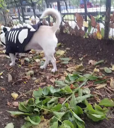 Cooper Park Dog Run - Brooklyn,
