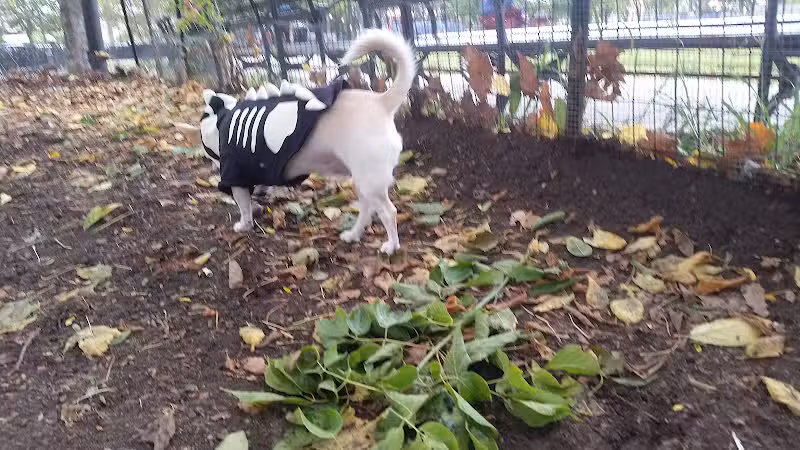 Cooper Park Dog Run - Brooklyn,