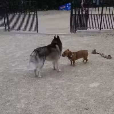 Cooper Park Dog Run - Brooklyn,
